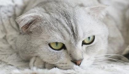 皇马引援不断，力求在欧冠中再创辉煌